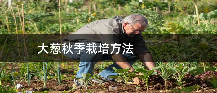 大葱秋季栽培方法
