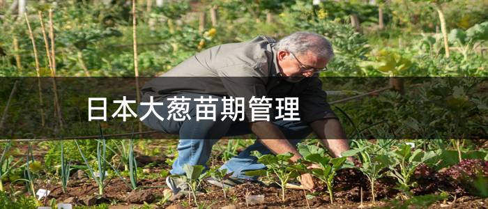 日本大葱苗期管理