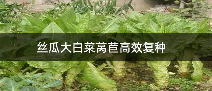 丝瓜大白菜莴苣高效复种