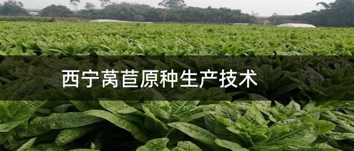 西宁莴苣原种生产技术
