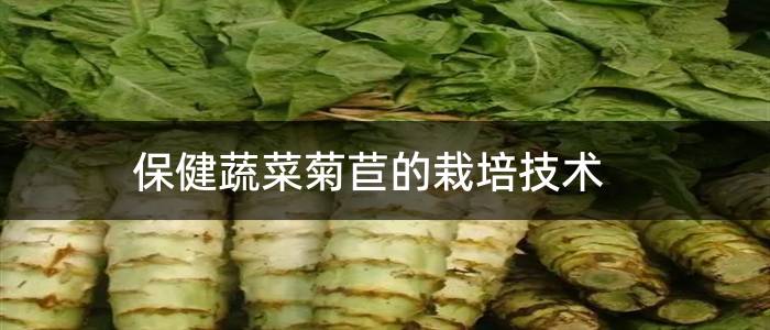 保健蔬菜菊苣的栽培技术