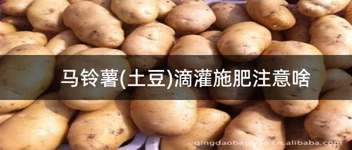 马铃薯(土豆)滴灌施肥注意啥