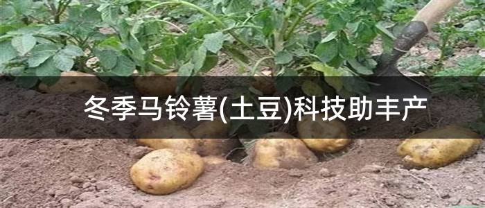 冬季马铃薯(土豆)科技助丰产