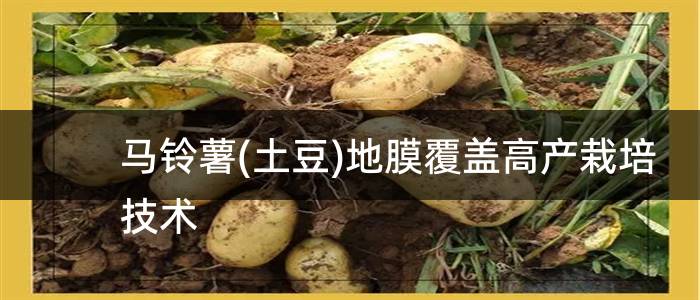 马铃薯(土豆)地膜覆盖高产栽培技术