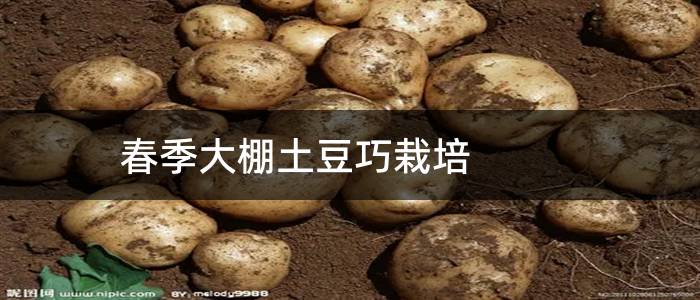 春季大棚土豆巧栽培