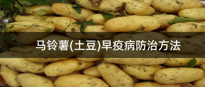 马铃薯(土豆)早疫病防治方法