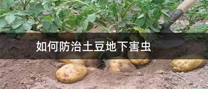 如何防治土豆地下害虫