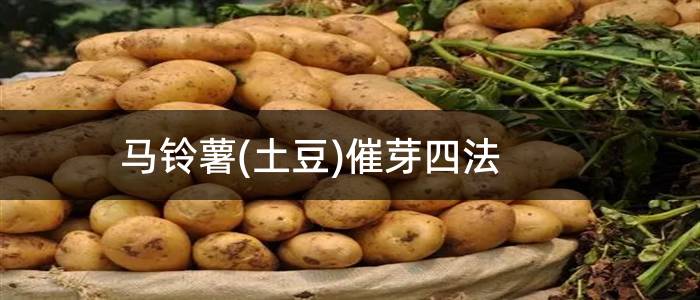 马铃薯(土豆)催芽四法