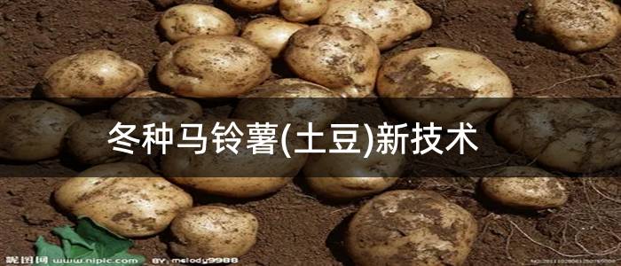 冬种马铃薯(土豆)新技术