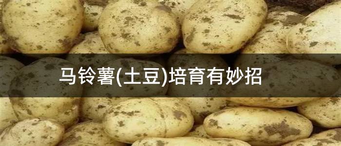 马铃薯(土豆)培育有妙招