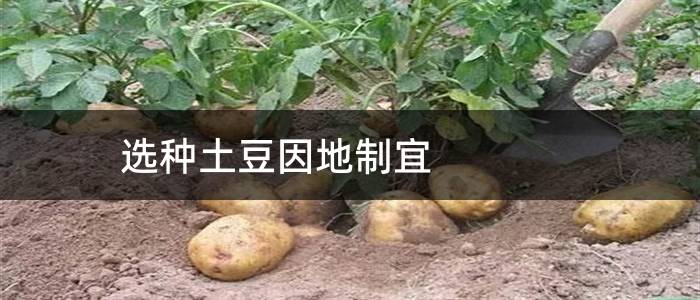 选种土豆因地制宜