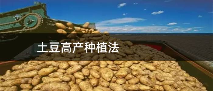 土豆高产种植法