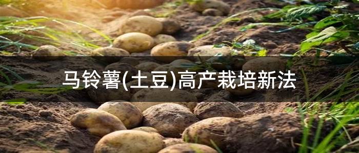 马铃薯(土豆)高产栽培新法