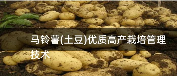 马铃薯(土豆)优质高产栽培管理技术