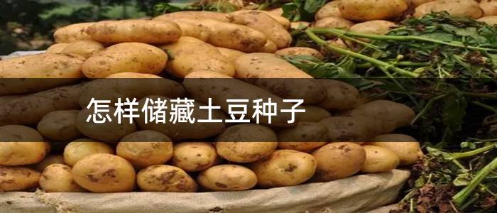 怎样储藏土豆种子