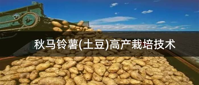 秋马铃薯(土豆)高产栽培技术