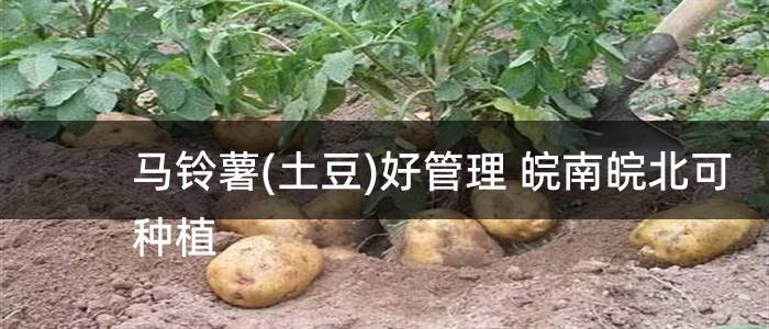 马铃薯(土豆)好管理 皖南皖北可种植