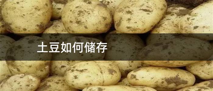 土豆如何储存