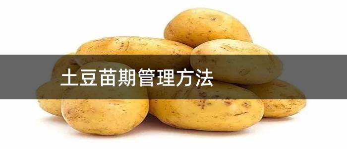 土豆苗期管理方法