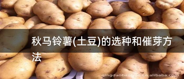 秋马铃薯(土豆)的选种和催芽方法