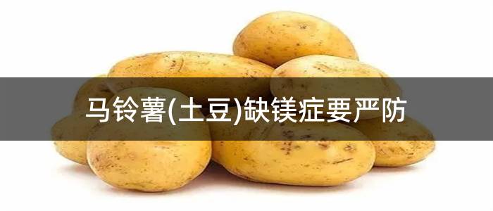 马铃薯(土豆)缺镁症要严防