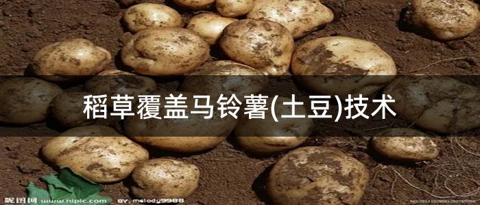 稻草覆盖马铃薯(土豆)技术