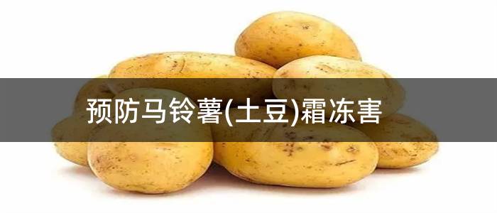预防马铃薯(土豆)霜冻害