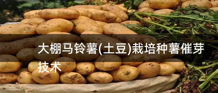 大棚马铃薯(土豆)栽培种薯催芽技术