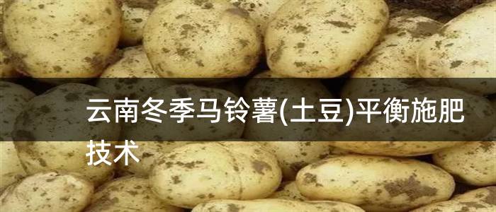 云南冬季马铃薯(土豆)平衡施肥技术