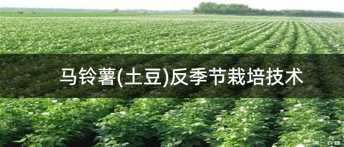 马铃薯(土豆)反季节栽培技术