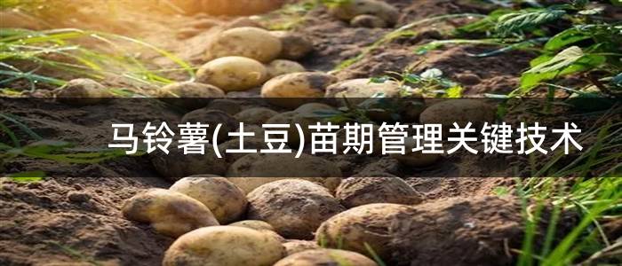 马铃薯(土豆)苗期管理关键技术