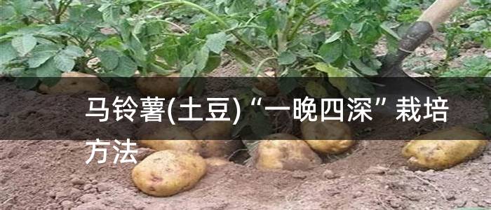 马铃薯(土豆)“一晚四深”栽培方法
