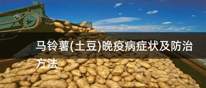 马铃薯(土豆)晚疫病症状及防治方法