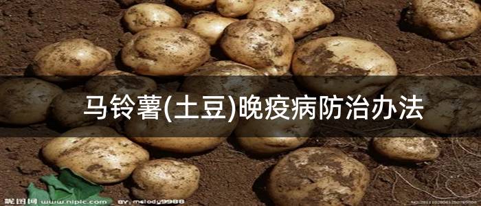马铃薯(土豆)晚疫病防治办法