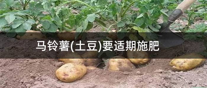 马铃薯(土豆)要适期施肥