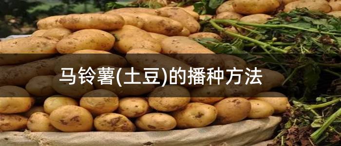 马铃薯(土豆)的播种方法