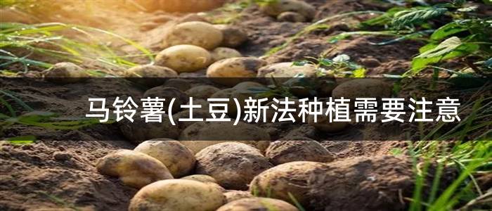 马铃薯(土豆)新法种植需要注意