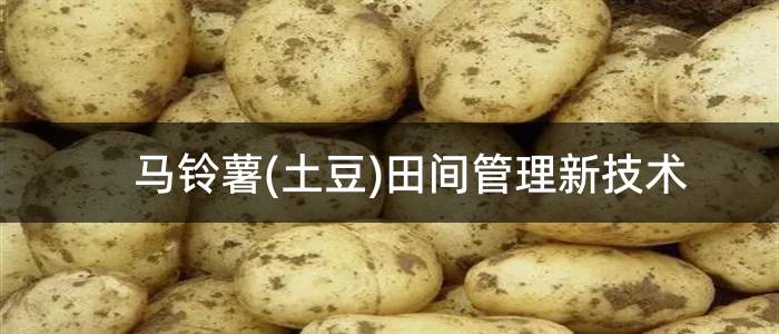 马铃薯(土豆)田间管理新技术