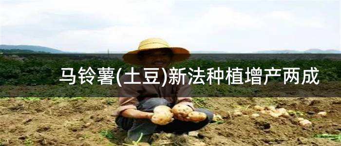 马铃薯(土豆)新法种植增产两成