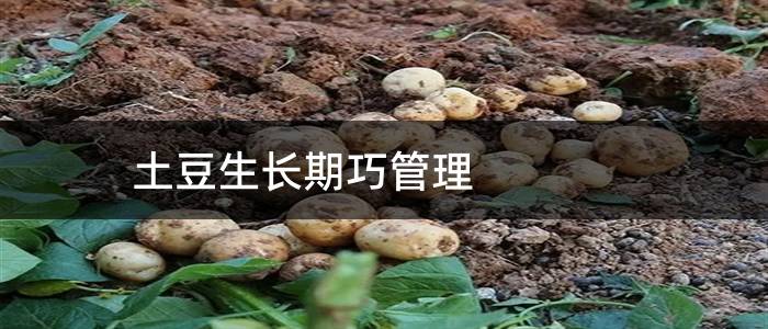 土豆生长期巧管理