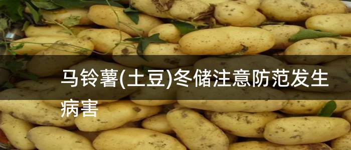 马铃薯(土豆)冬储注意防范发生病害