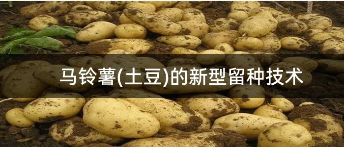 马铃薯(土豆)的新型留种技术