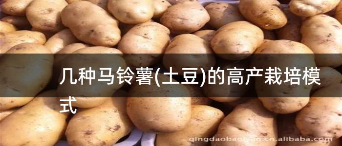 几种马铃薯(土豆)的高产栽培模式