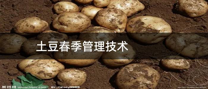 土豆春季管理技术