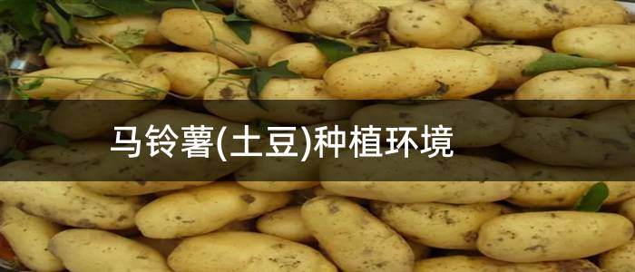 马铃薯(土豆)种植环境