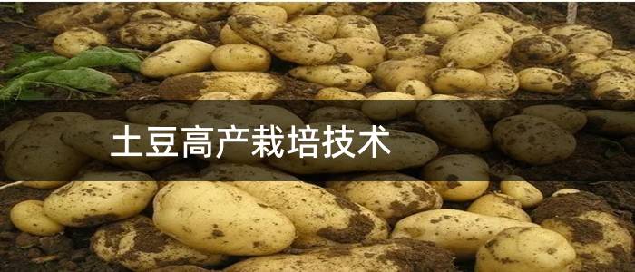 土豆高产栽培技术