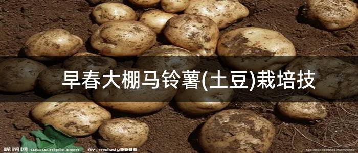 早春大棚马铃薯(土豆)栽培技