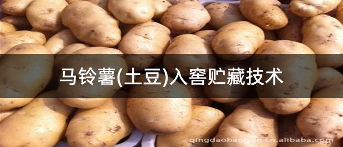 马铃薯(土豆)入窖贮藏技术