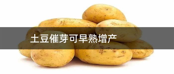 土豆催芽可早熟增产