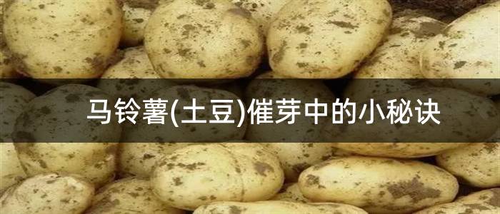 马铃薯(土豆)催芽中的小秘诀